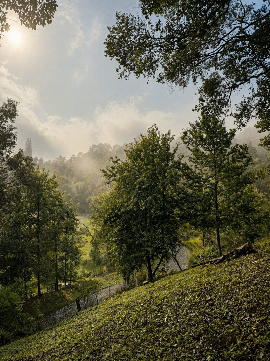 Bosque de niebla en Coatepec